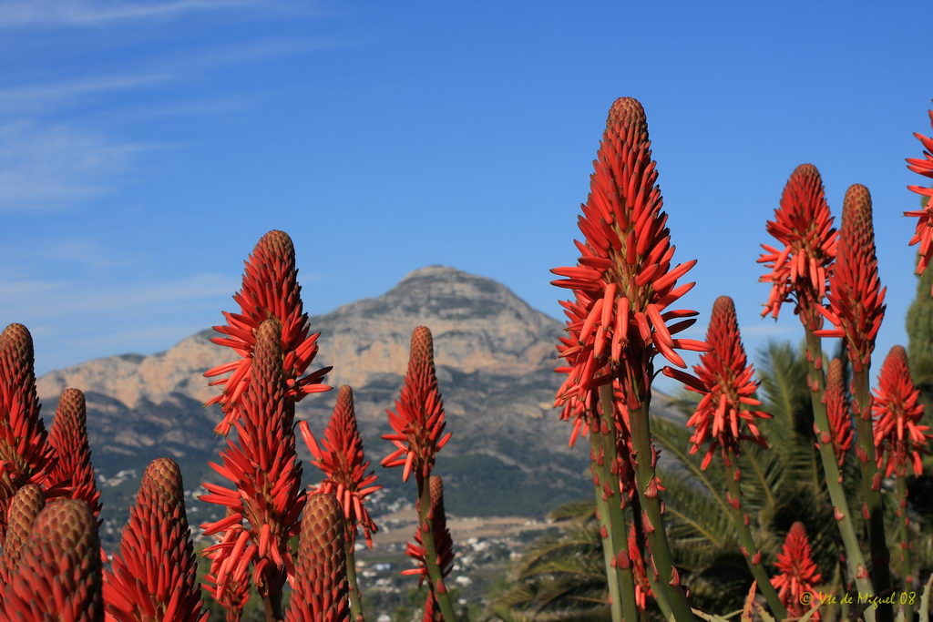 معرفی و راهنمای پرورش گیاهان زینتی - شاخ بزی